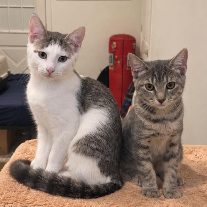 Cash & Waylon photo