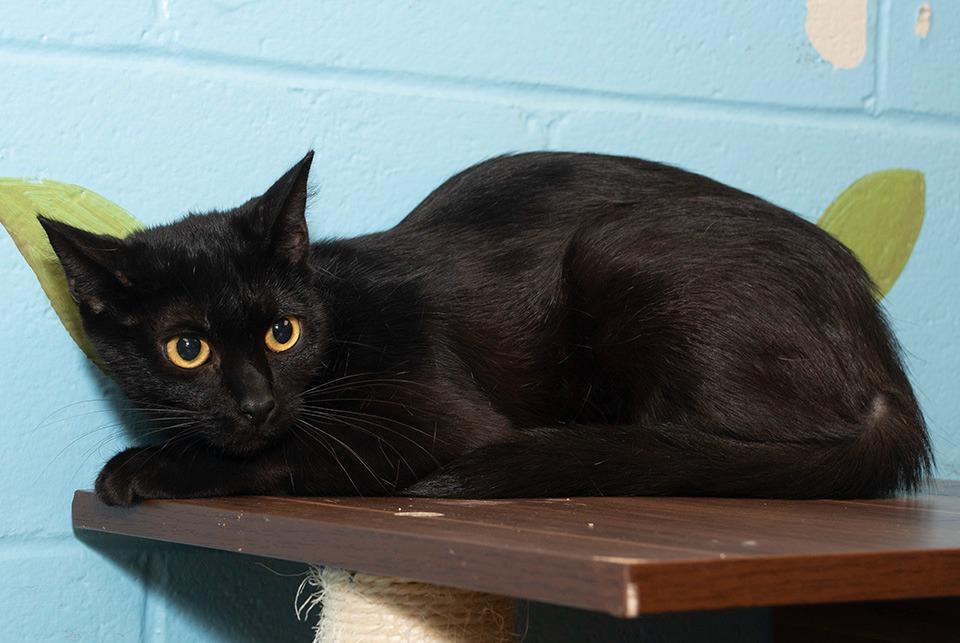 Enlarge Sienna, a Adoptable Domestic Short Hair in Troy, OH image 1/3