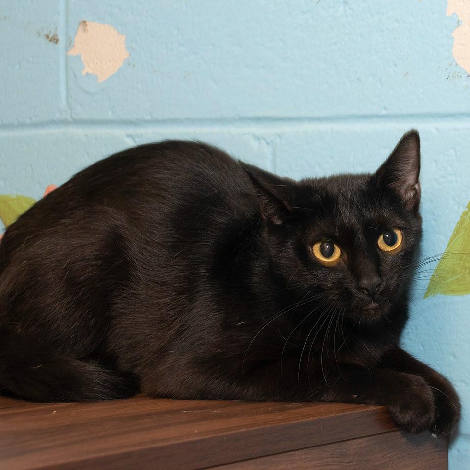 Enlarge Sienna, a Adoptable Domestic Short Hair in Troy, OH image 2/3