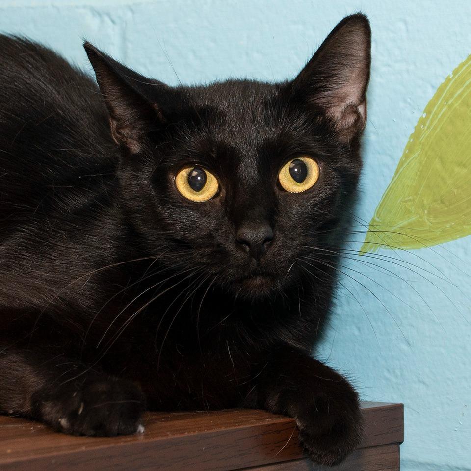 Enlarge Sienna, a Adoptable Domestic Short Hair in Troy, OH image 3/3