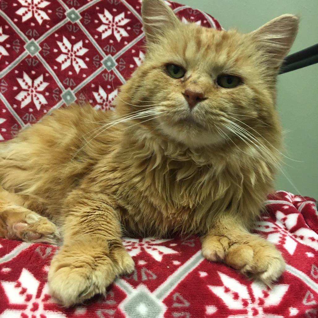 Enlarge Lewis, a Adoptable Domestic Long Hair in Middlebury, VT image 1/6