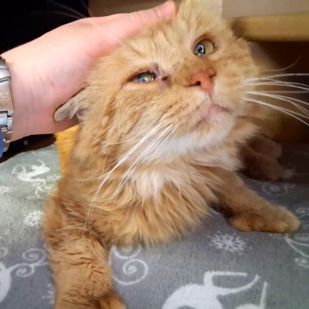 Enlarge Lewis, a Adoptable Domestic Long Hair in Middlebury, VT image 2/6