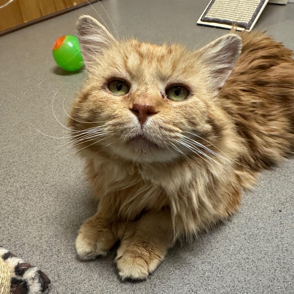 Enlarge Lewis, a Adoptable Domestic Long Hair in Middlebury, VT image 2/6