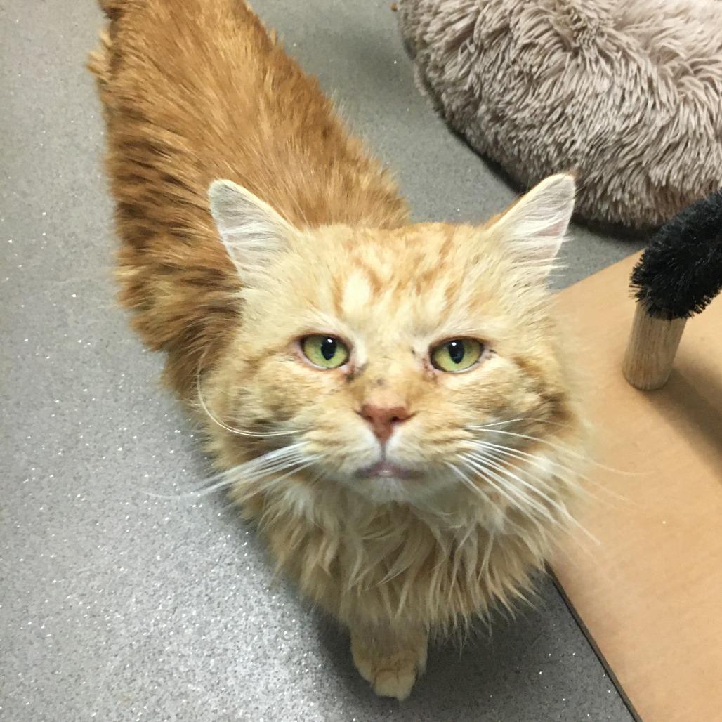 Enlarge Lewis, a Adoptable Domestic Long Hair in Middlebury, VT image 3/6