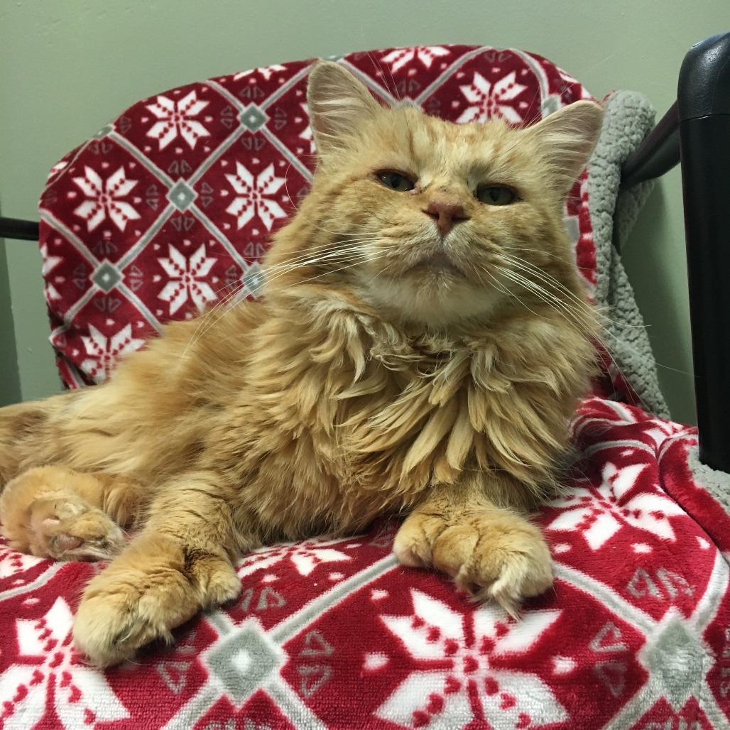 Enlarge Lewis, a Adoptable Domestic Long Hair in Middlebury, VT image 5/6