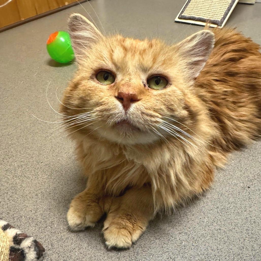 Lewis, Adoptable, Senior Male Domestic Long Hair.