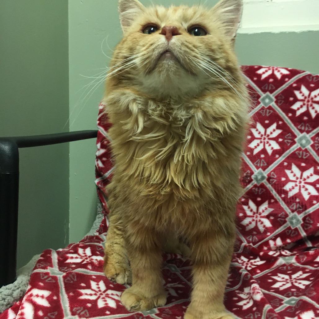 Enlarge Lewis, a Adoptable Domestic Long Hair in Middlebury, VT image 6/6