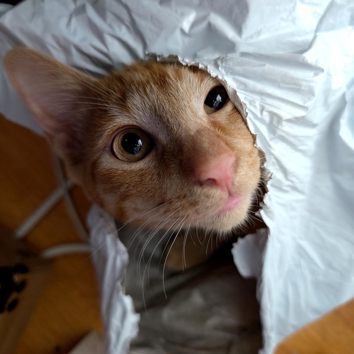 Enzo, a Adopted Tabby in Pacific Palisades, CA image 3/6