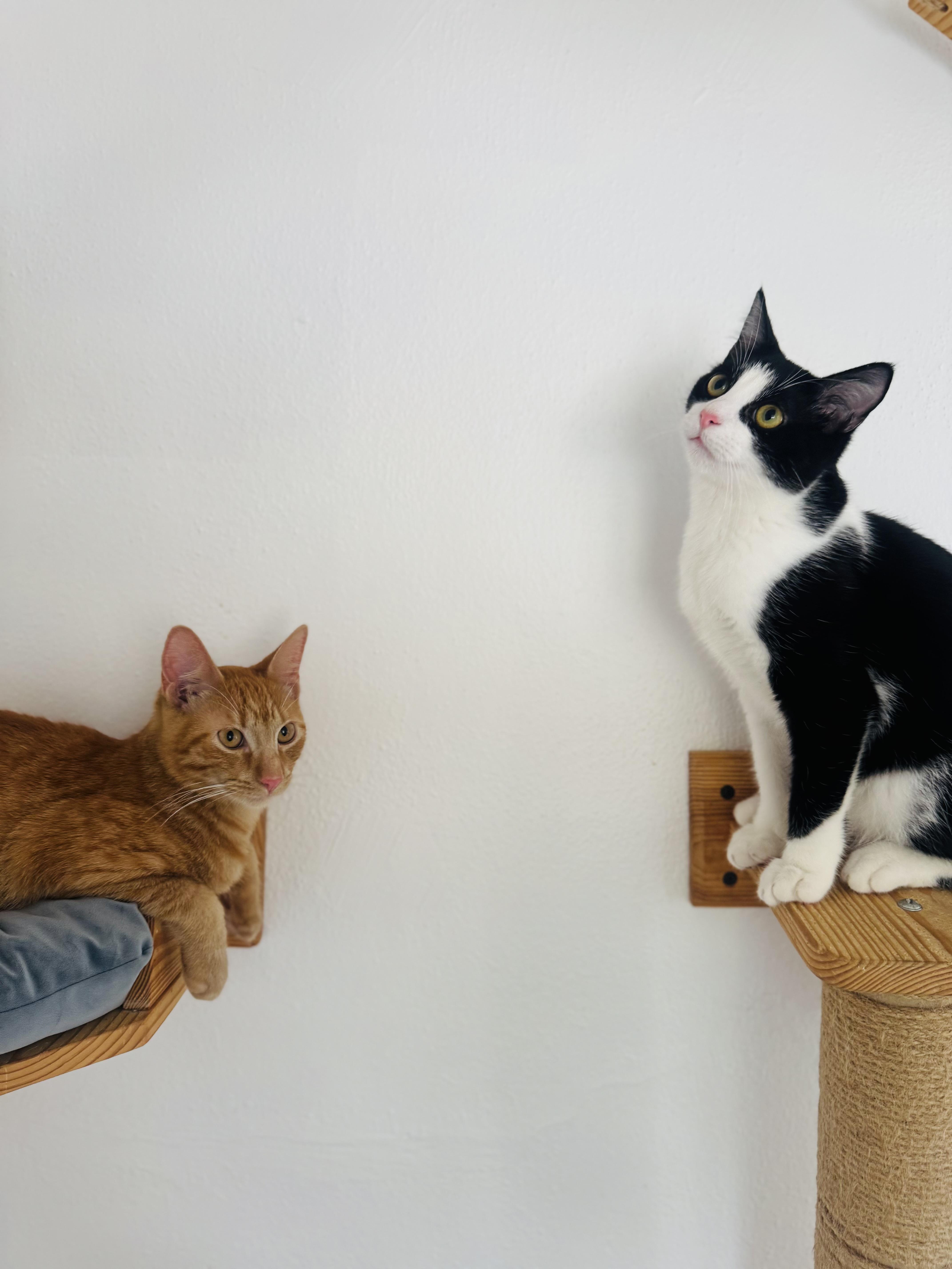 Enzo, a Adopted Tabby in Pacific Palisades, CA image 4/6