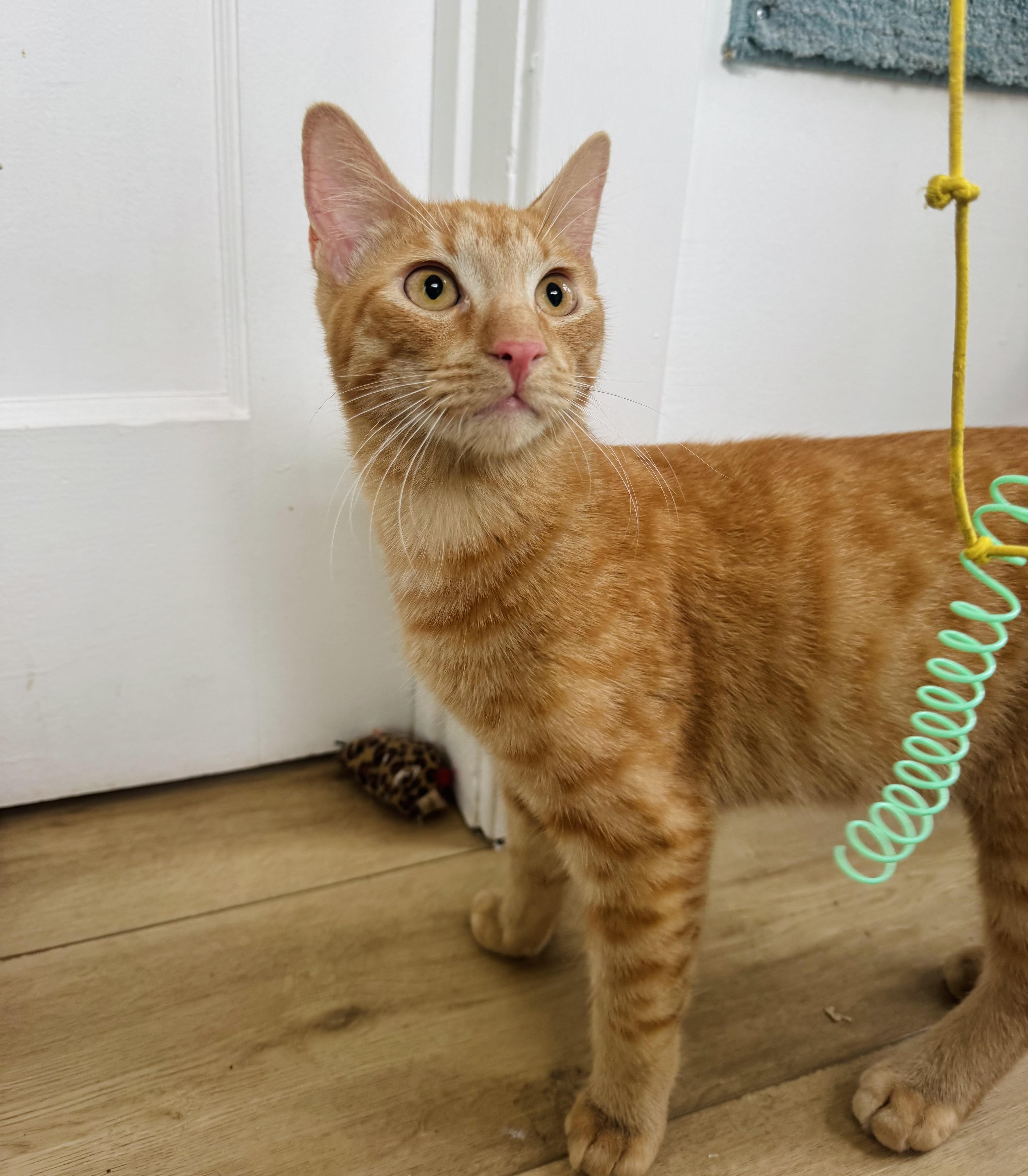 Enzo, a Adopted Tabby in Pacific Palisades, CA image 2/6