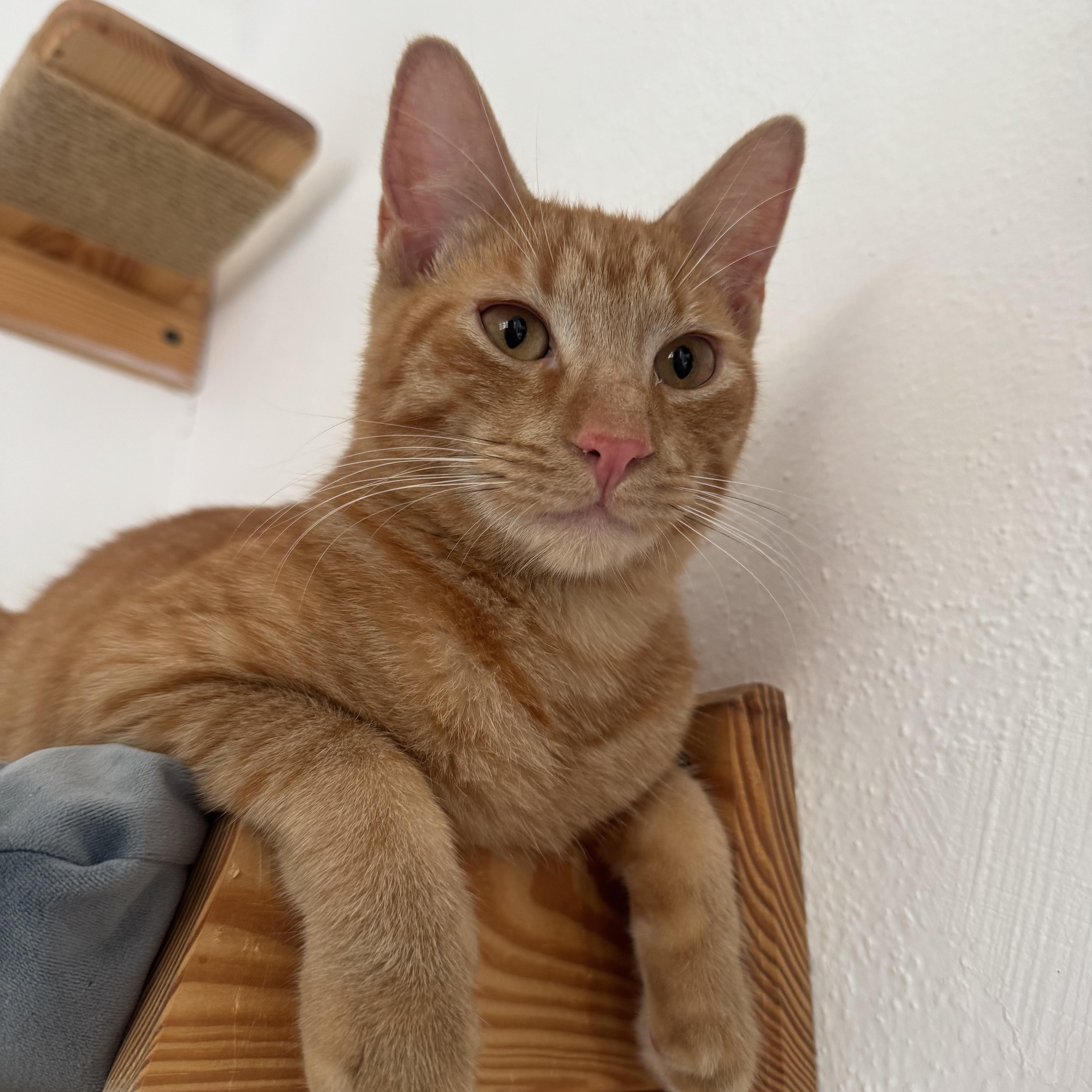 Enzo, Adopted, Kitten Male Tabby.