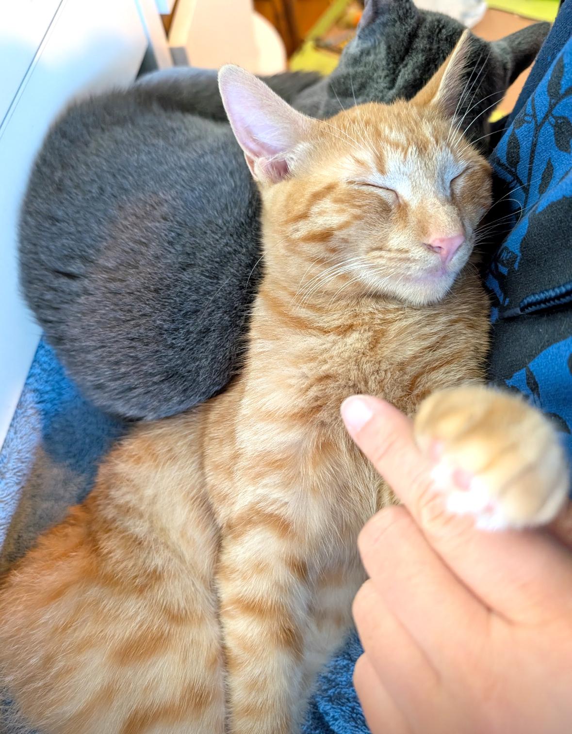 Enzo, a Adopted Tabby in Pacific Palisades, CA image 5/6