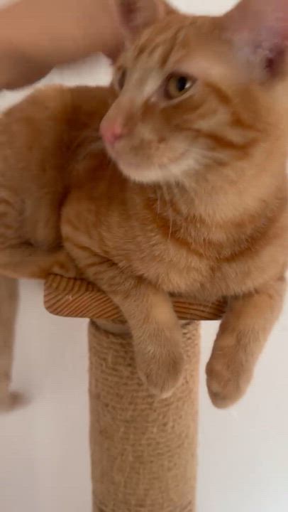 Enlarge Enzo, a Adopted Tabby in Pacific Palisades, CA video 6/6