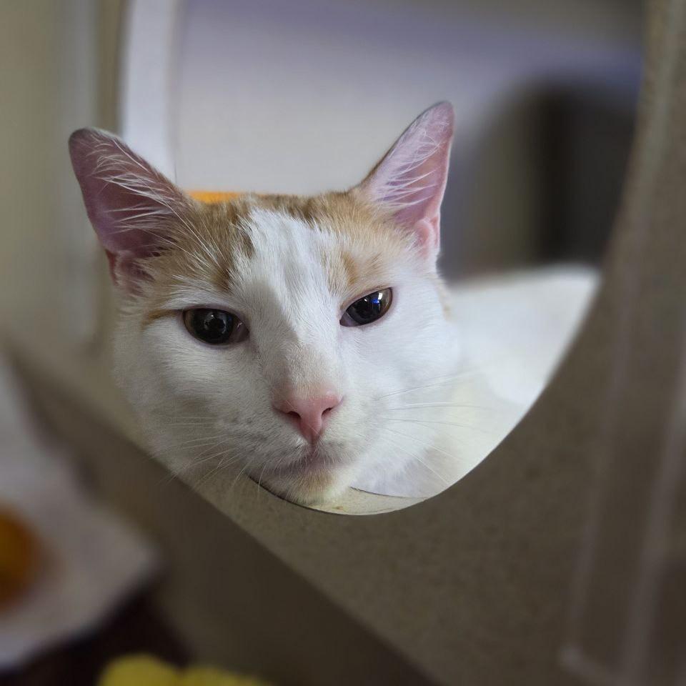 Tang, Adoptable, Young Male Domestic Short Hair.