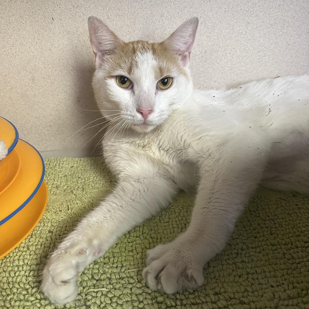 Tang, a Adoptable Domestic Short Hair in New York, NY image 2/6