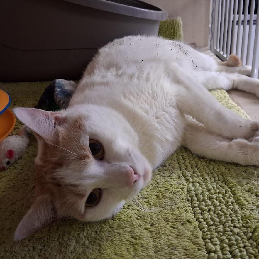 Tang, a Adoptable Domestic Short Hair in New York, NY image 3/6