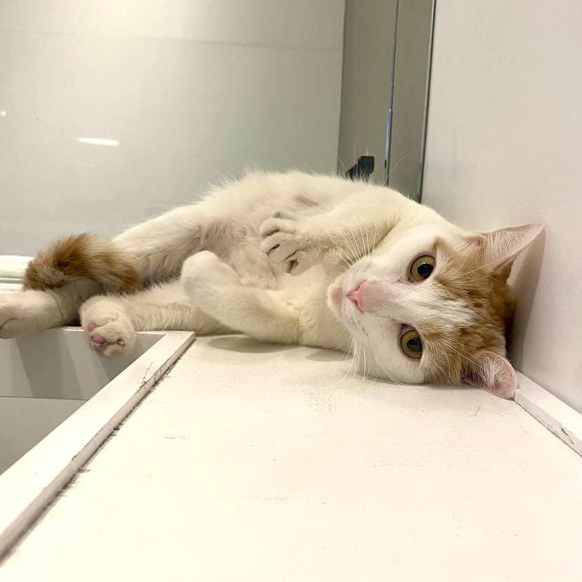 Tang, a Adoptable Domestic Short Hair in New York, NY image 4/6