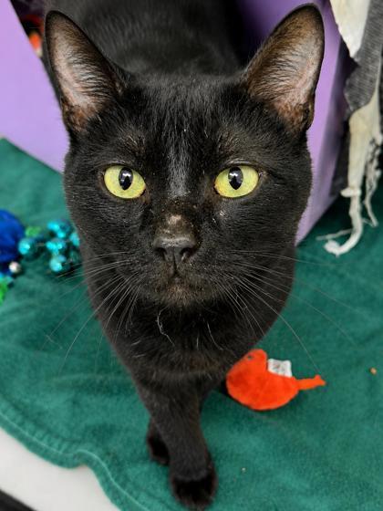 Enlarge Daffy Duck, a Adoptable mixed breed in Gwinn, MI image 1/1