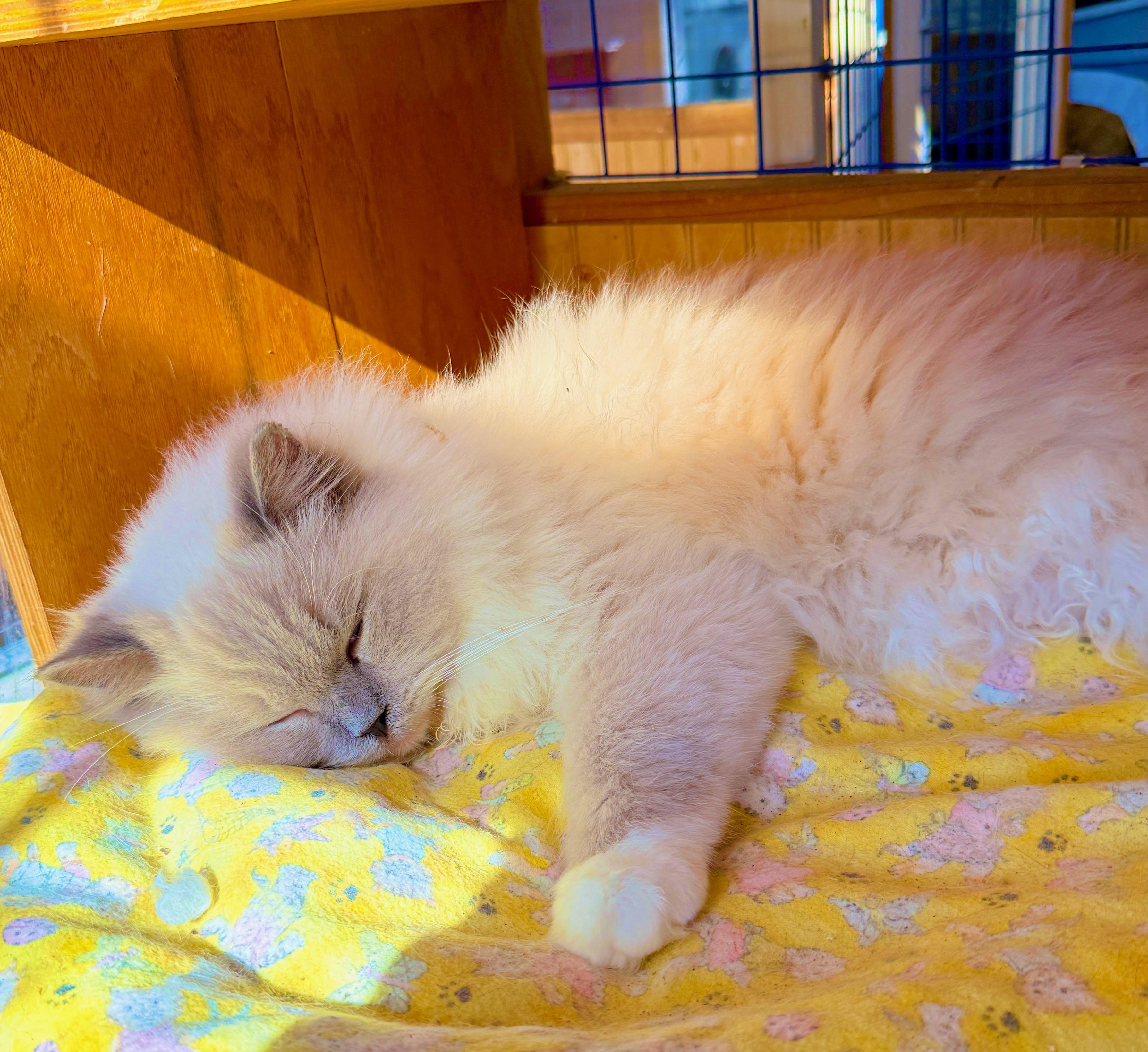 Enlarge Blue Boy (Jelly Roll), a Adoptable Ragdoll in Davis, CA image 3/3