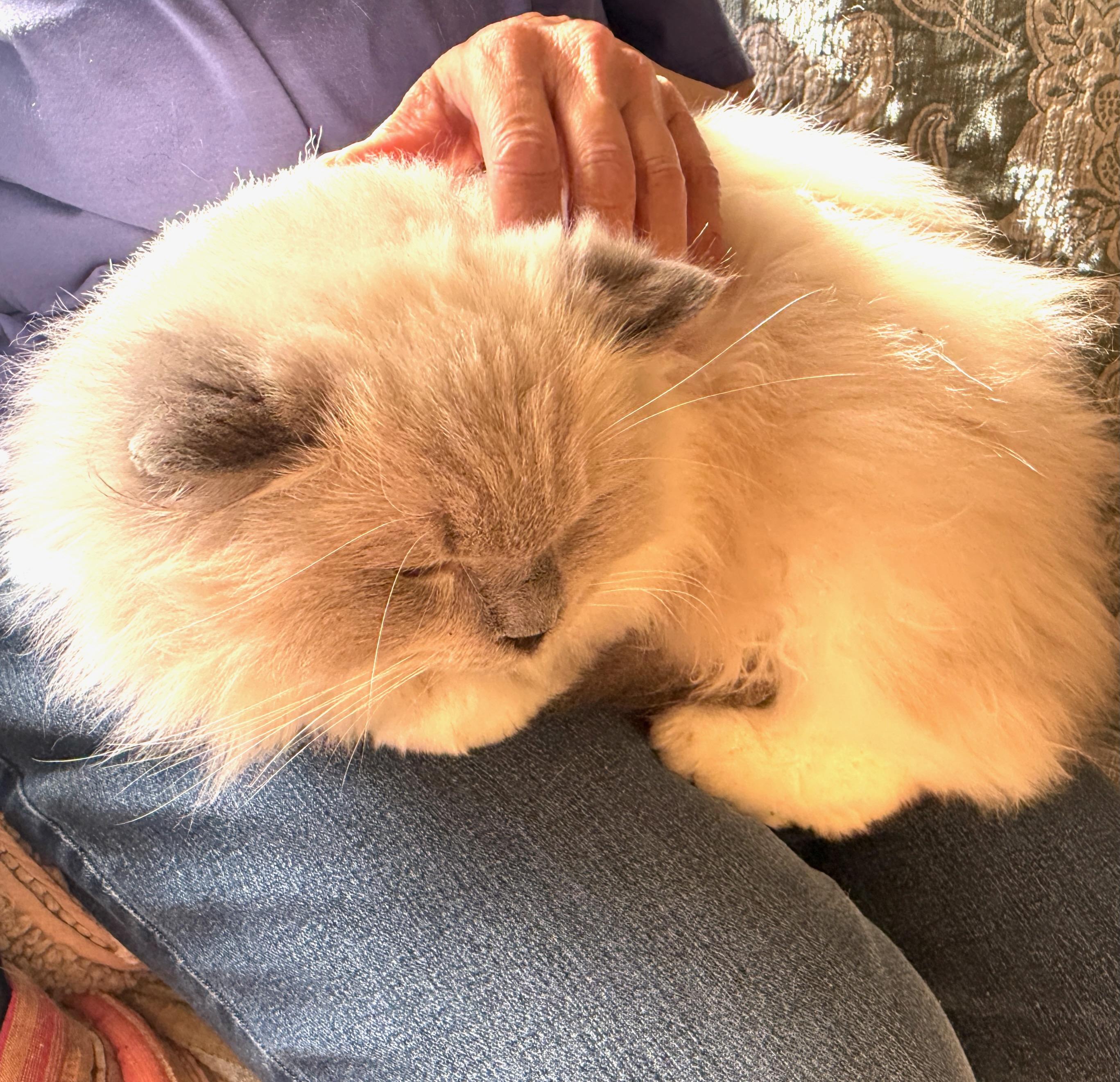 Enlarge Blue Boy (Jelly Roll), a Adoptable Ragdoll in Davis, CA image 2/3