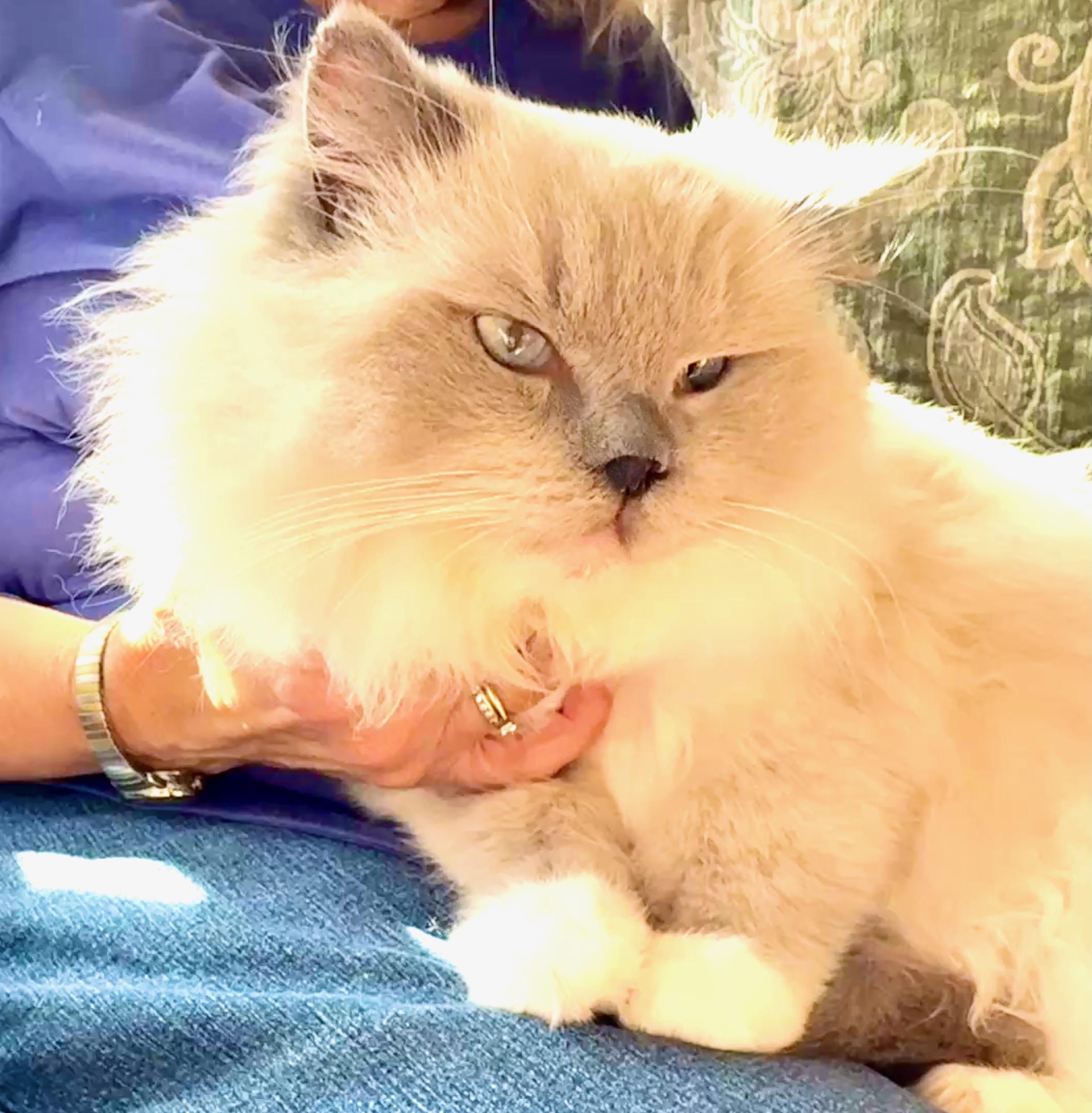 Blue Boy (Jelly Roll), Adoptable, Young Male Ragdoll.