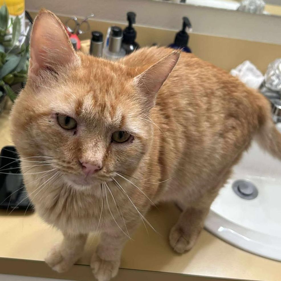 Enlarge Maurice, a Adoptable Domestic Short Hair in Nampa, ID image 1/3