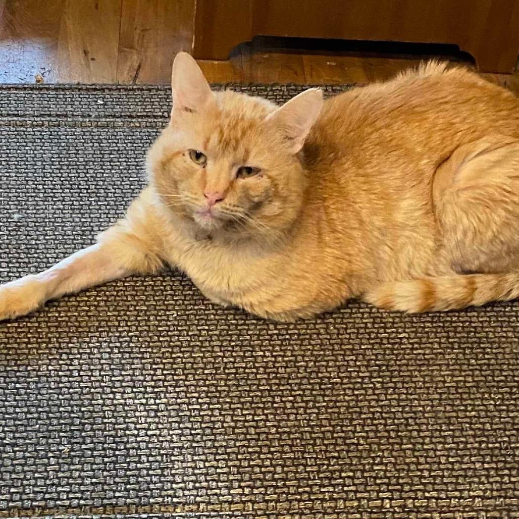 Enlarge Maurice, a Adoptable Domestic Short Hair in Nampa, ID image 2/3