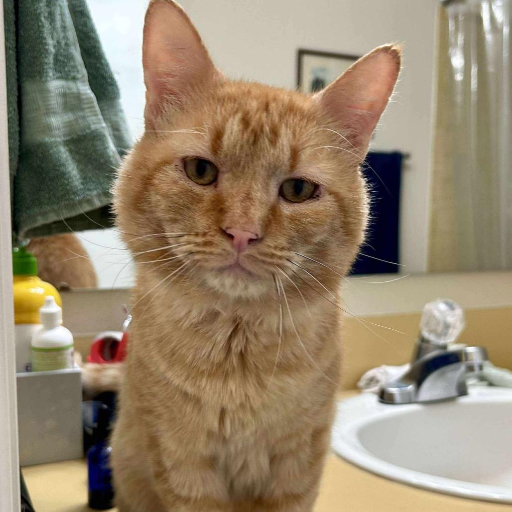Enlarge Maurice, a Adoptable Domestic Short Hair in Nampa, ID image 3/3