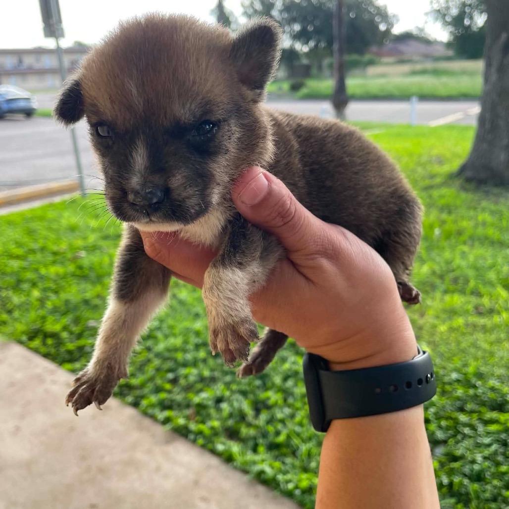 Enlarge Trooper C627, a Adoptable Terrier in Allen, TX image 2/6