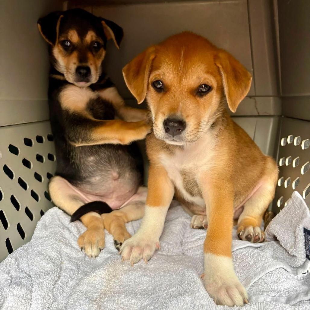 Enlarge Trooper C627, a Adoptable Terrier in Allen, TX image 3/6