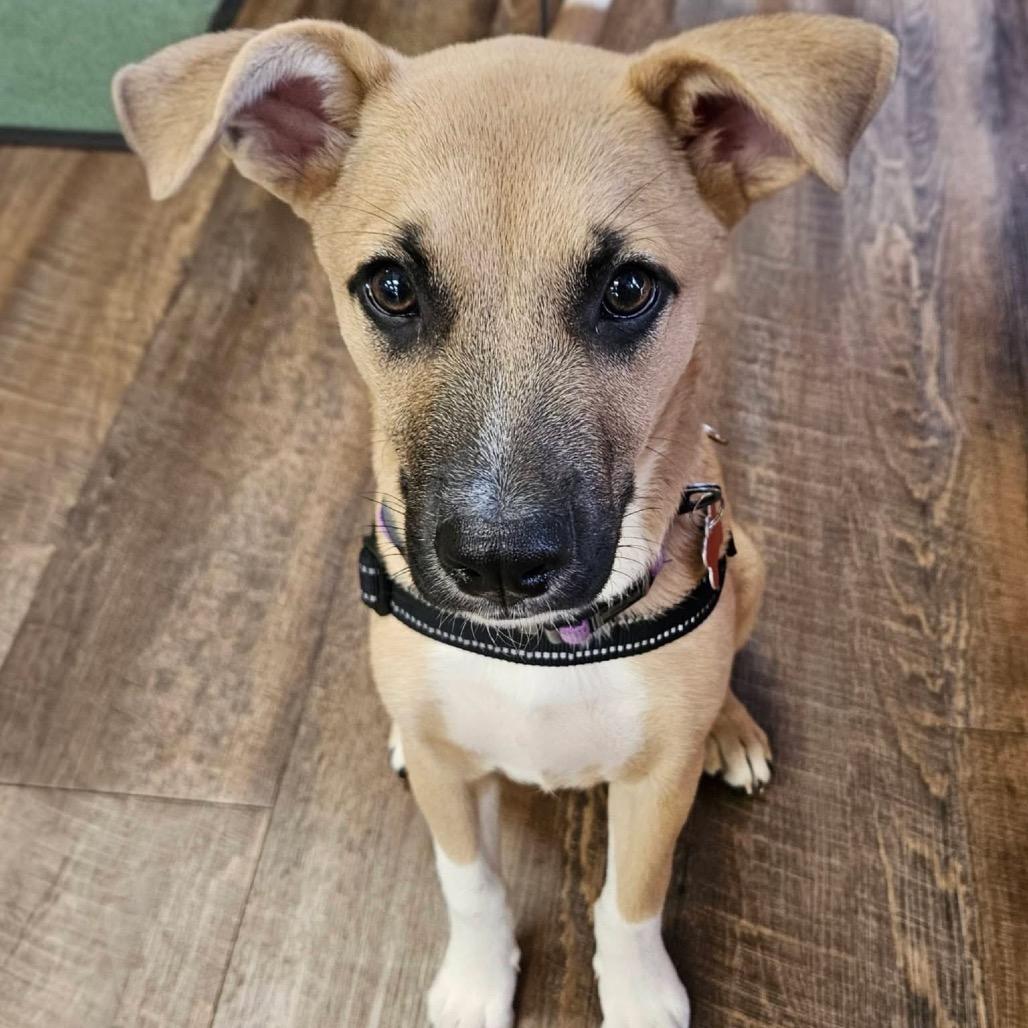 Enlarge Trooper C627, a Adoptable Terrier in Allen, TX image 4/6
