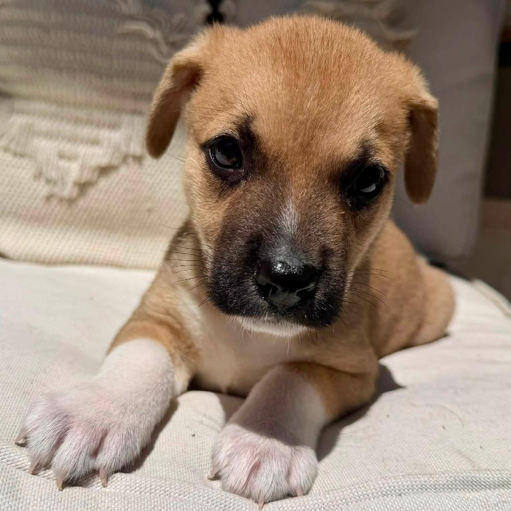 Enlarge Trooper C627, a Adoptable Terrier in Allen, TX image 5/6