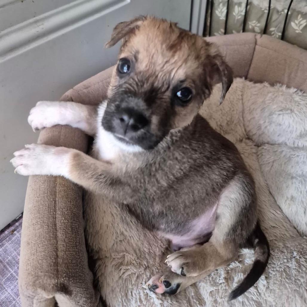 Enlarge Trooper C627, a Adoptable Terrier in Allen, TX image 6/6