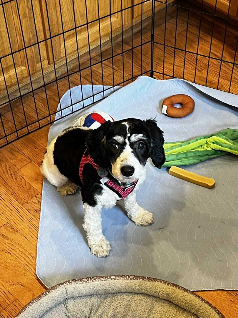 Purdy, an adoptable Cavachon in Decorah, IA, 52101 | Photo Image 3