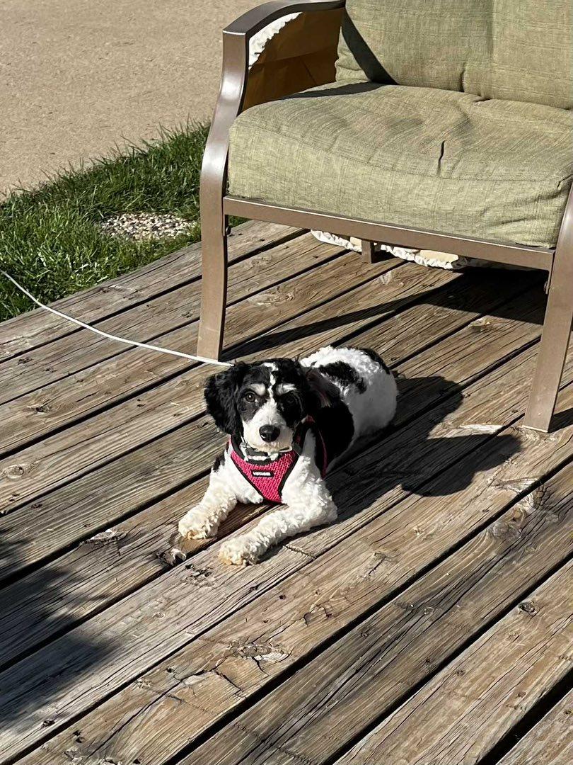Purdy, an adoptable Cavachon in Decorah, IA, 52101 | Photo Image 4