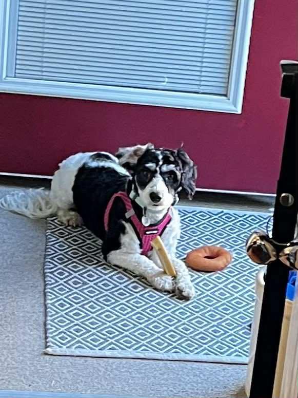 Purdy, an adoptable Cavachon in Decorah, IA, 52101 | Photo Image 2