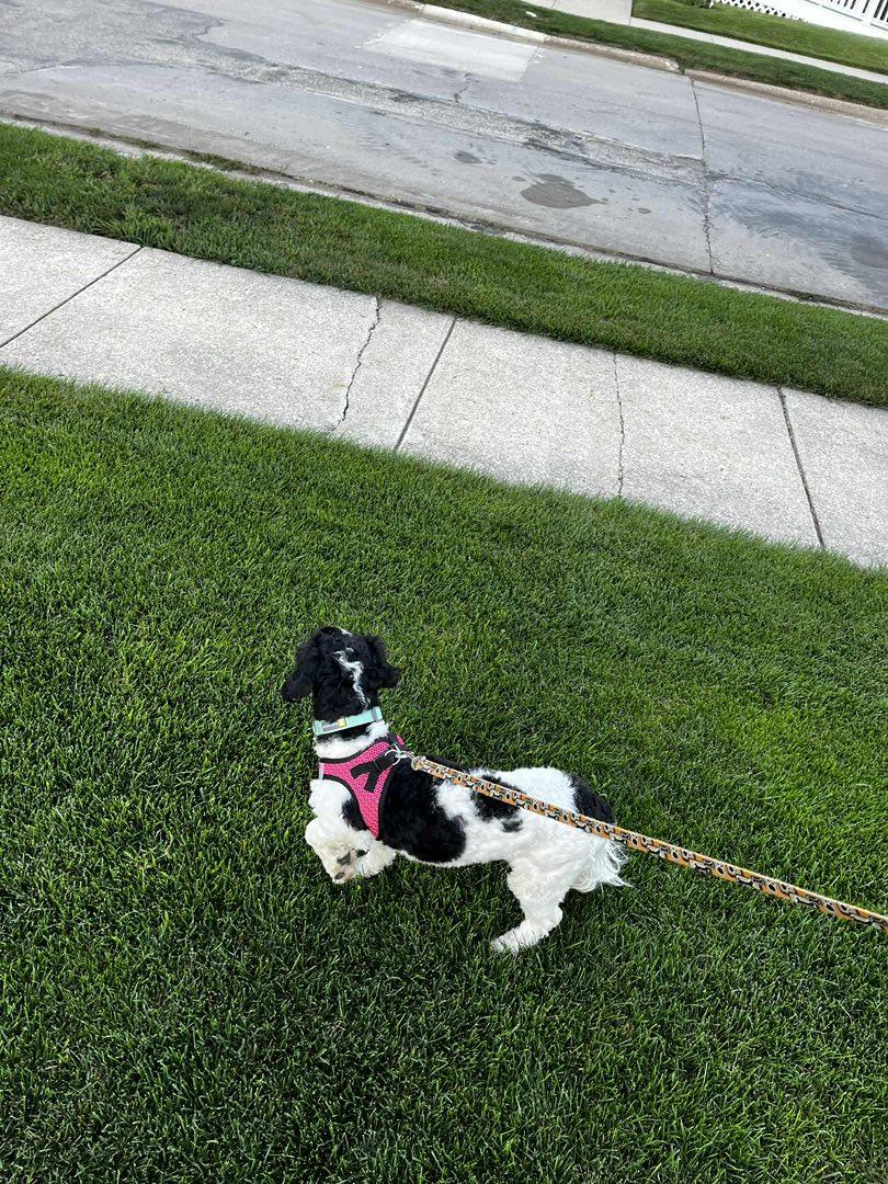 Purdy, an adoptable Cavachon in Decorah, IA, 52101 | Photo Image 6