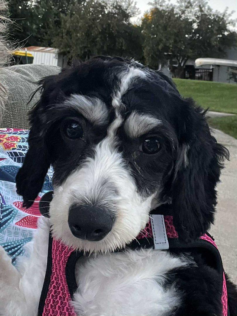 Purdy, an adoptable Cavachon in Decorah, IA, 52101 | Photo Image 1