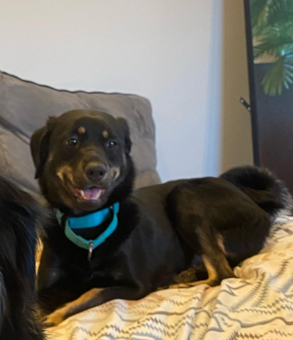 Enlarge ROXY, an adopted mixed breed in Los Angeles, CA image 1/4