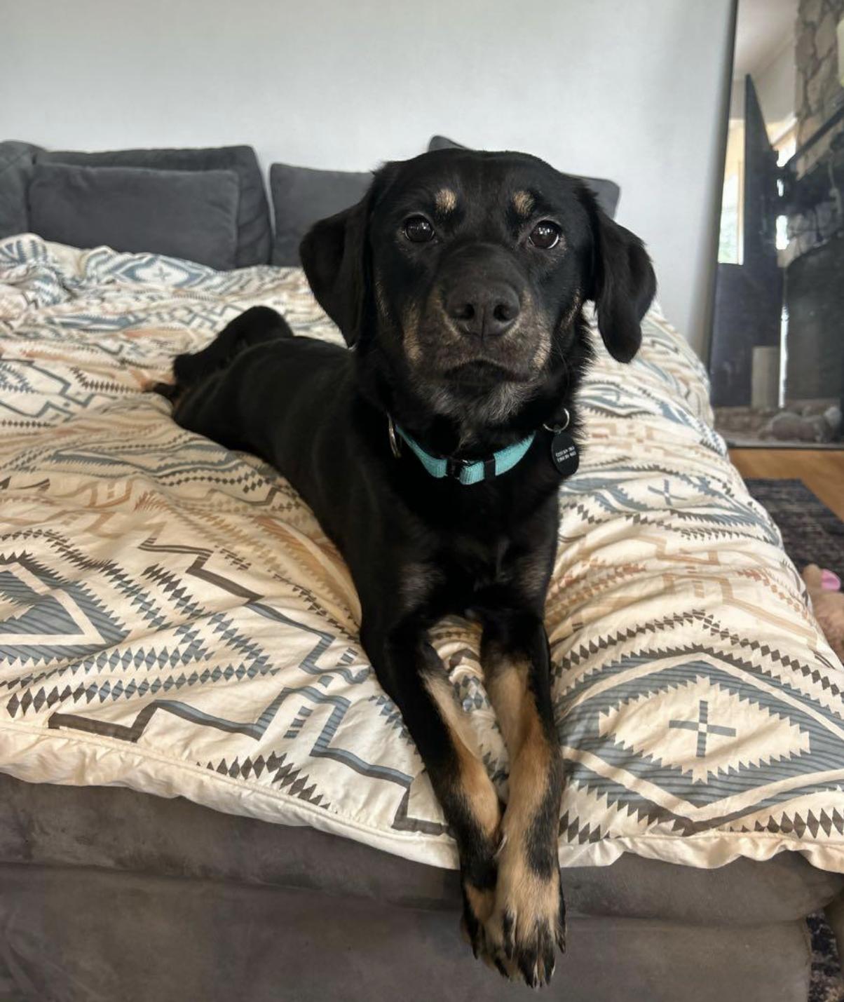 Enlarge ROXY, an adopted mixed breed in Los Angeles, CA image 2/4