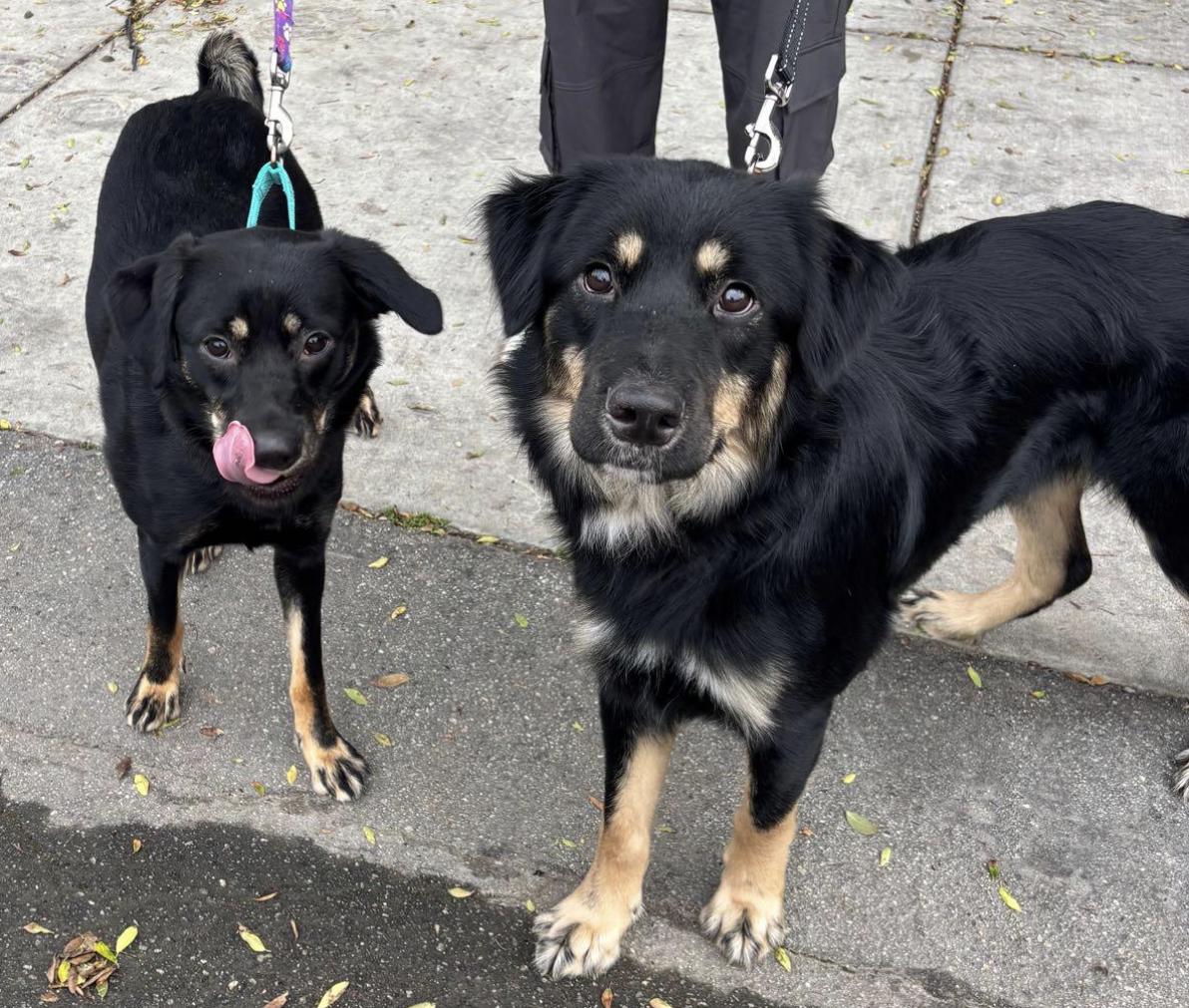 Enlarge ROXY, an adopted mixed breed in Los Angeles, CA image 3/4
