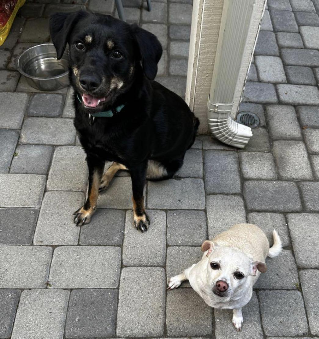 Enlarge ROXY, an adopted mixed breed in Los Angeles, CA image 4/4