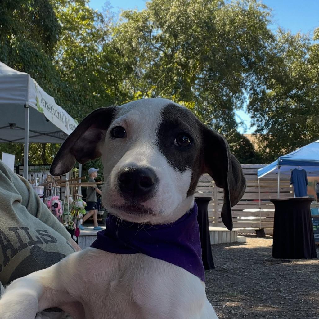 Moonshine, Adoptable, Puppy Male Hound & Mixed Breed.