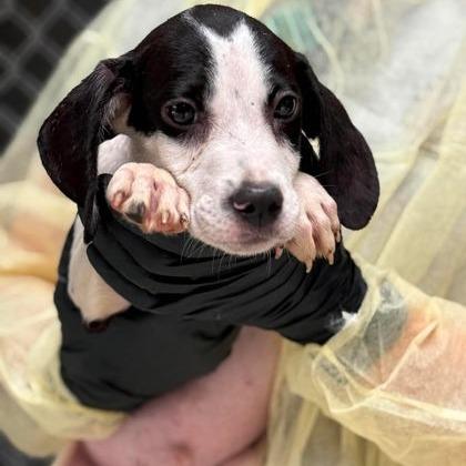 Moonshine, Adoptable, Puppy Male Hound & Mixed Breed.