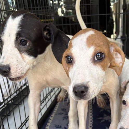 Enlarge Moonshine, a Adoptable mixed breed in North Charleston, SC image 2/3