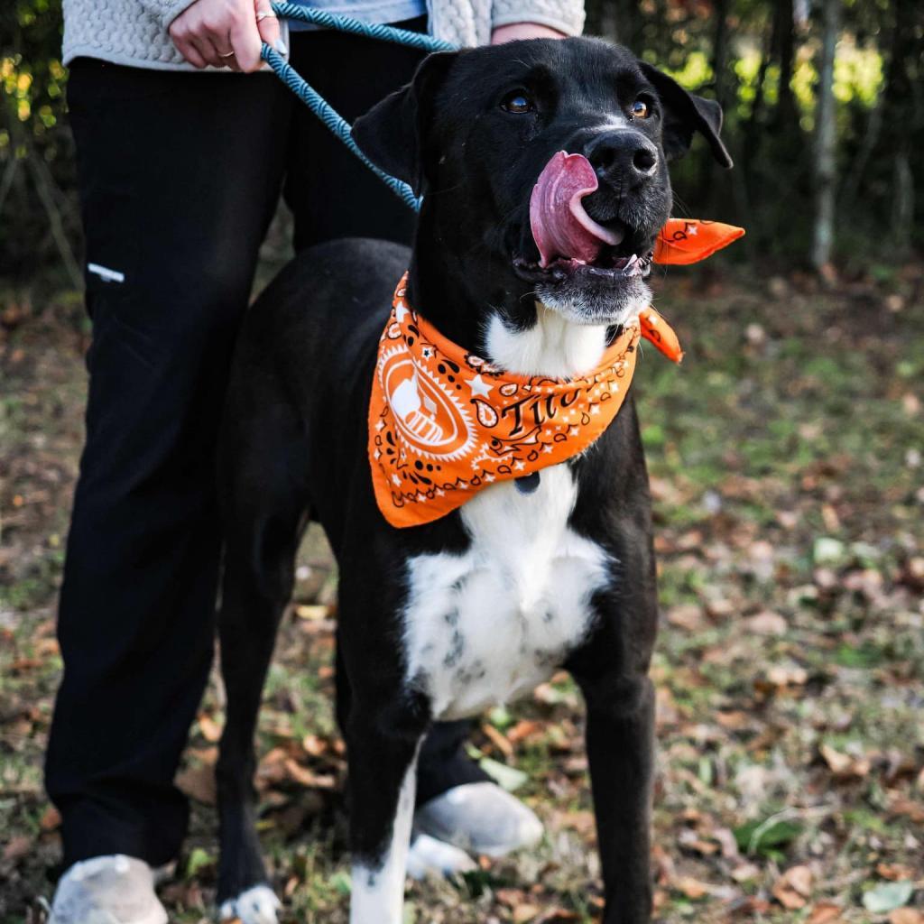 Bo, Adoptable, Adult Male Great Dane.