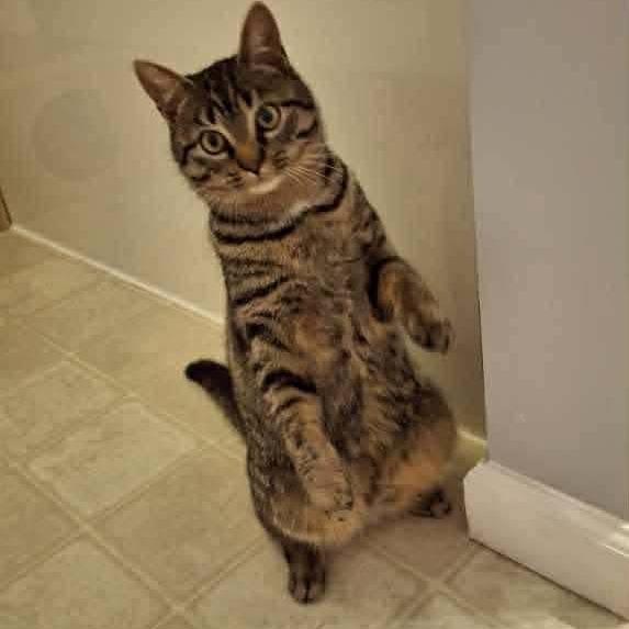 Stella Hill, a Adoptable Domestic Short Hair in Woodstock, VA image 1/2