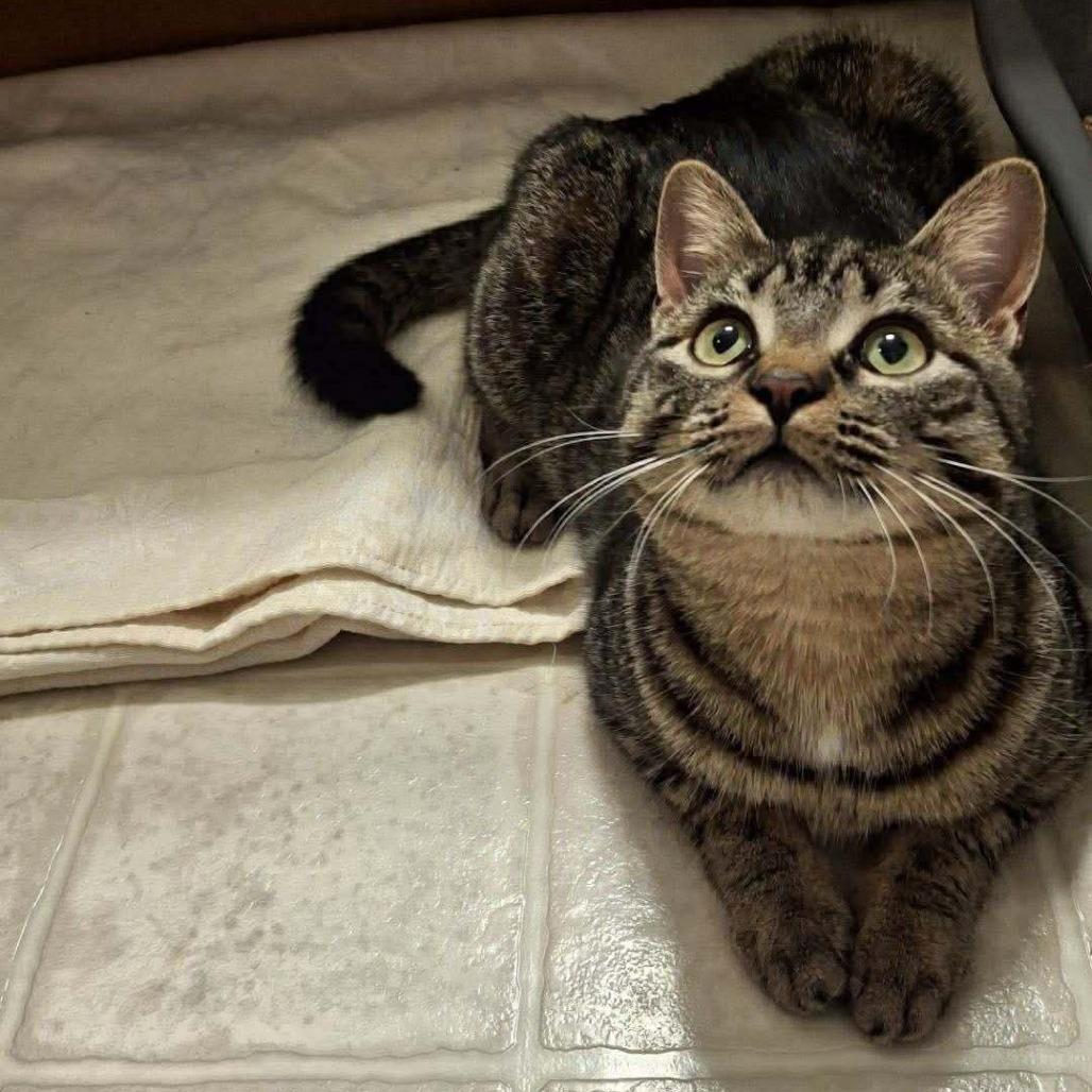 Stella Hill, a Adoptable Domestic Short Hair in Woodstock, VA image 2/2