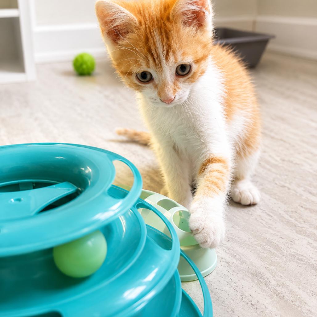 Charmander (R), a Adoptable mixed breed in Commerce City, CO image 6/6