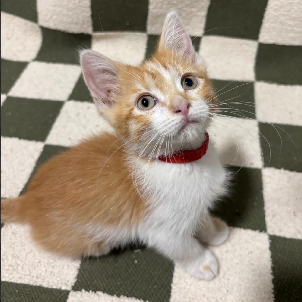 Charmander (R), a Adoptable mixed breed in Commerce City, CO image 3/6